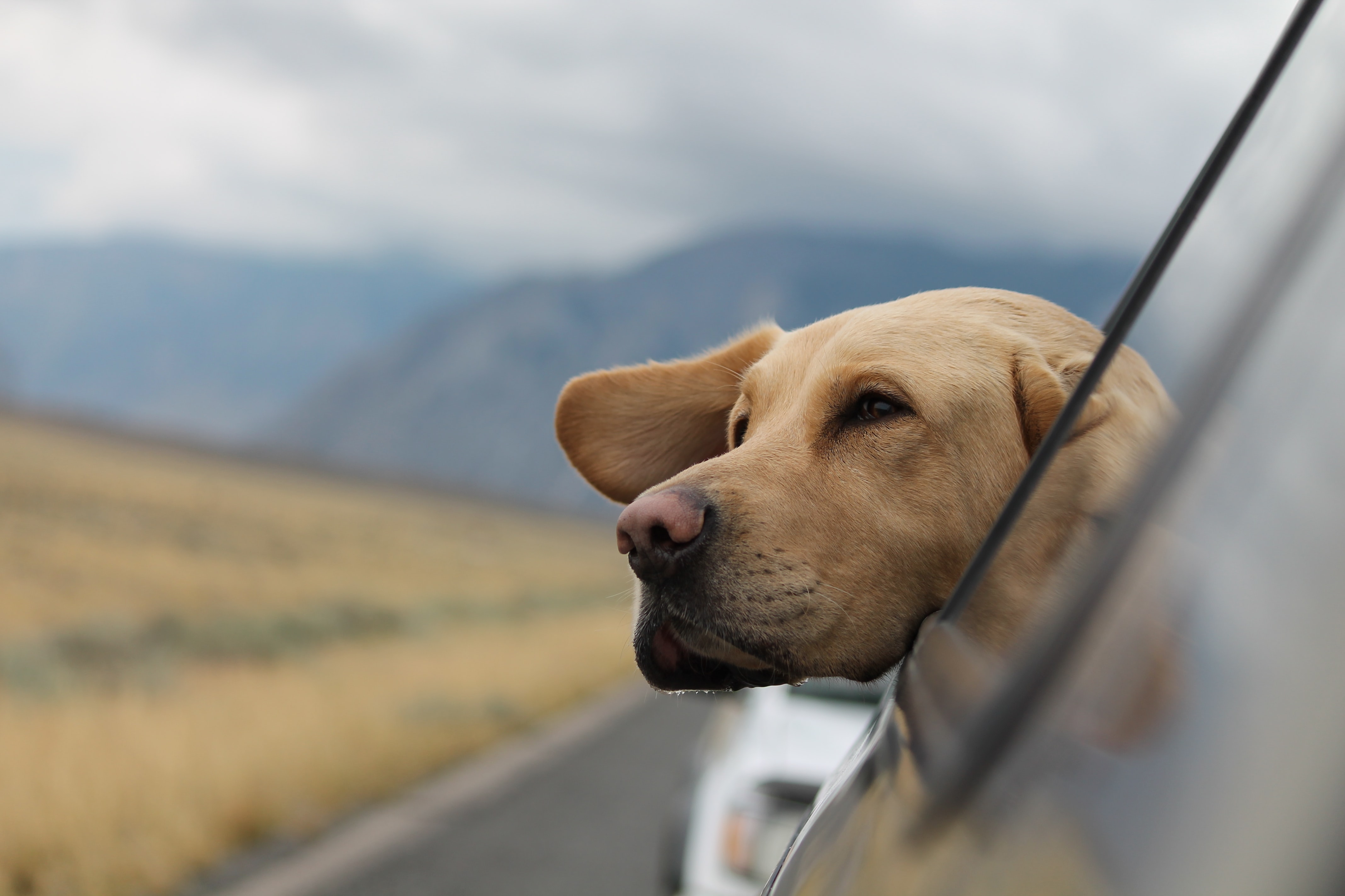 The best road trip companion 

Photo by Emerson Peters on Unsplash