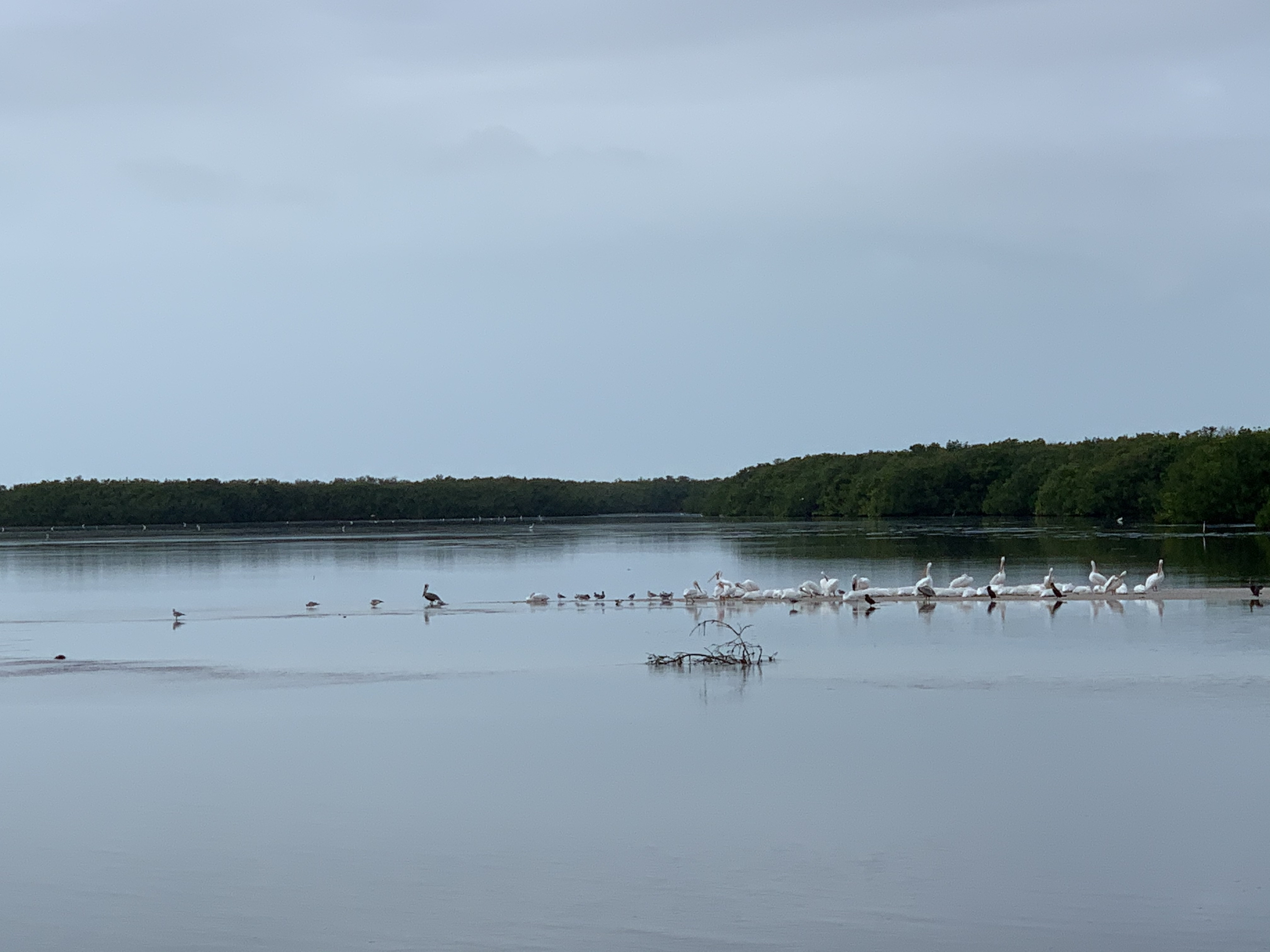 J.N. Ding Darling National Wildlife Refuge