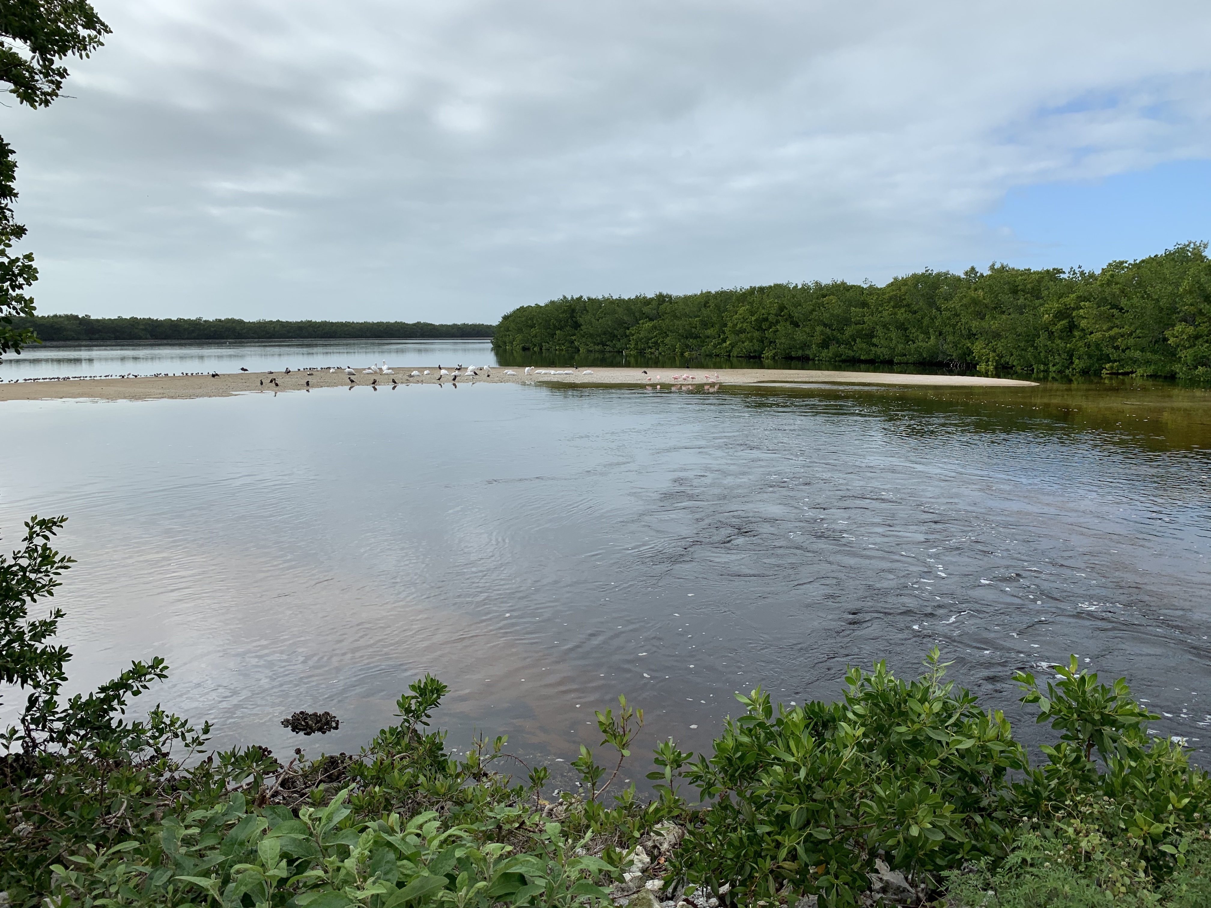 J.N. Ding Darling National Wildlife Refuge